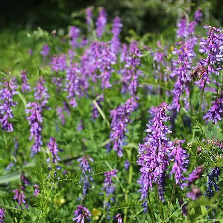 Sabriu Гостевой дом *