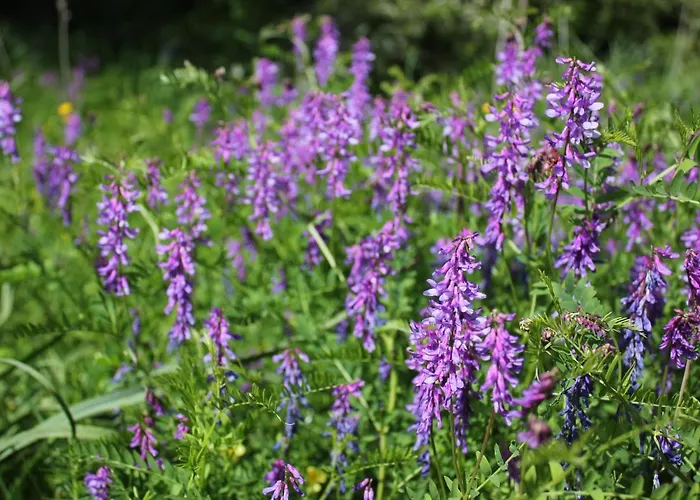 Sabriu Maison d'hôtes *